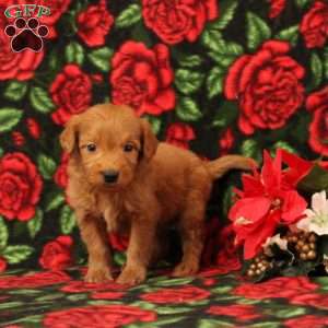 Cinnamon, Mini Goldendoodle Puppy